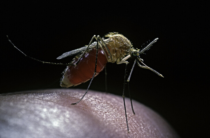a szúnyog egy parazita