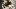 Toboz, rózsa, illatosító és kagyló az asztalon
