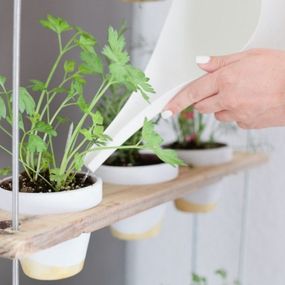DIY: készíts függőleges fűszernövénykertet a konyhádba!