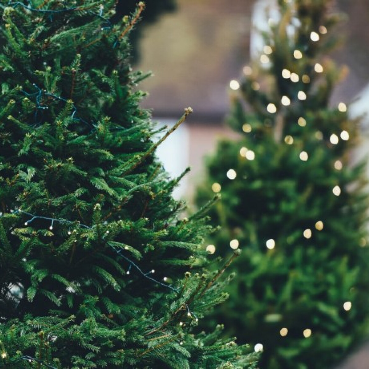 Karácsonyfa-kalauz: így válassz fát a zöld ünnepekért