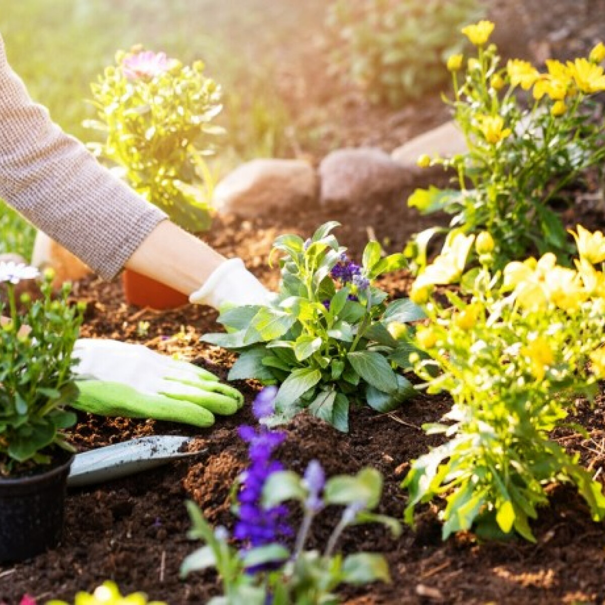 5 hiba, amit minden kezdő kertész elkövet – Így lehet jól termő konyhakerted!