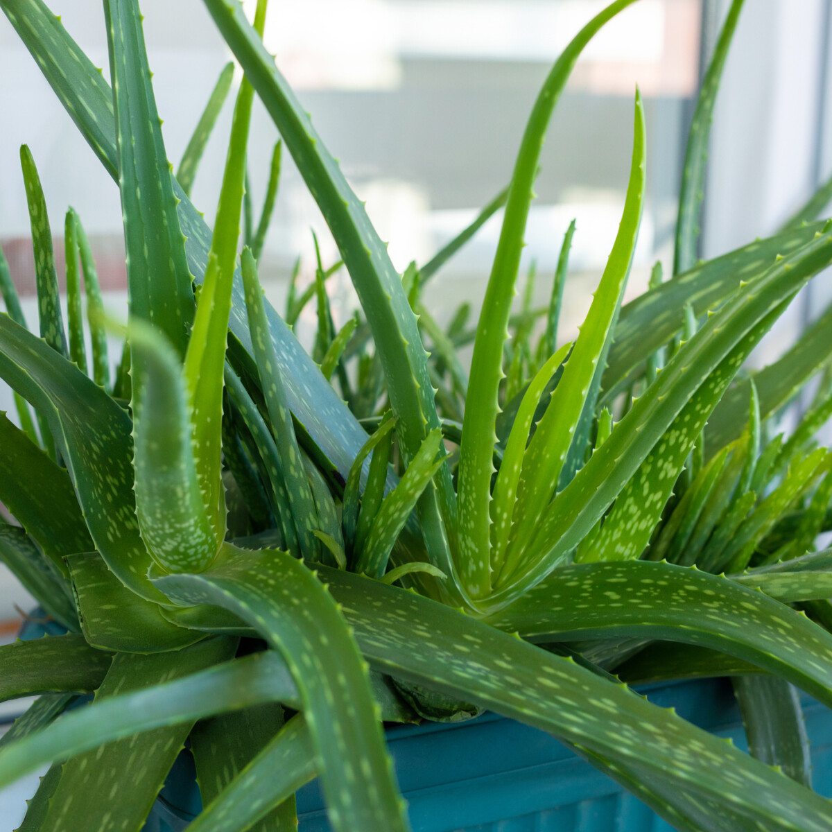 Így gondozzuk helyesen az aloe verát