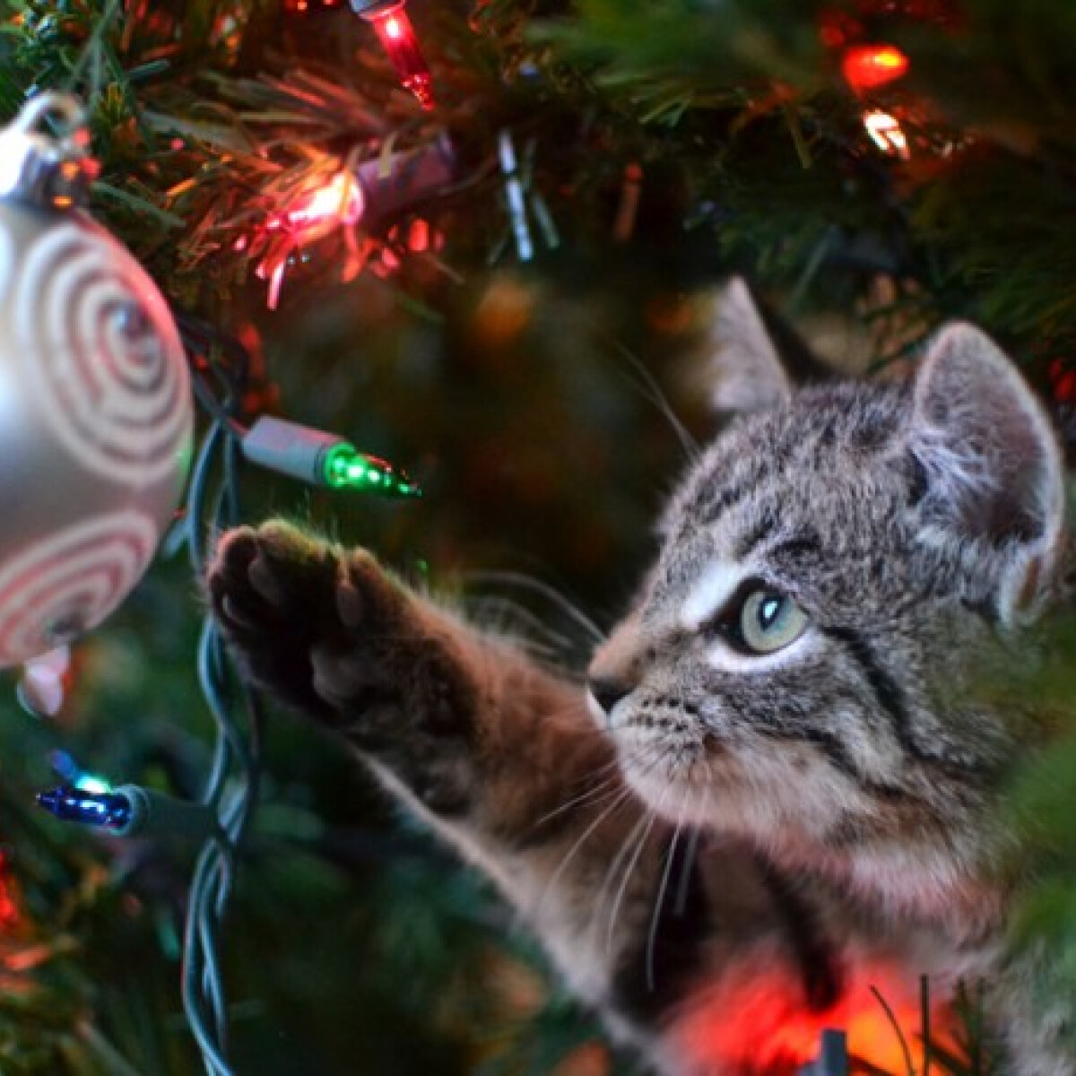 Vicces égősorok és karácsonyi díszek, amik nem hiányozhatnak a Te fádról sem