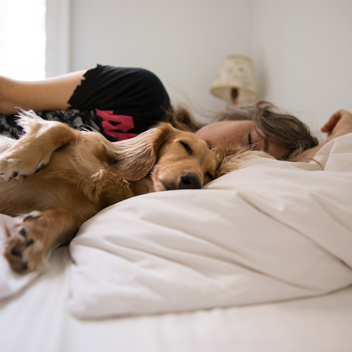 A kutyáddal alszol? Ezért nem való a házi kedvenc az ágyba