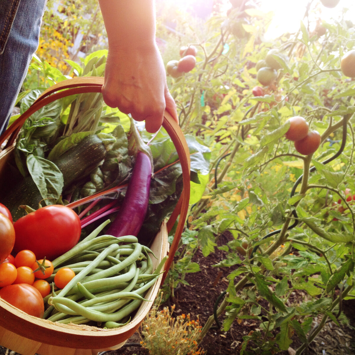 Mutatjuk, hogyan lehet olcsón zöldséges- és virágoskerted