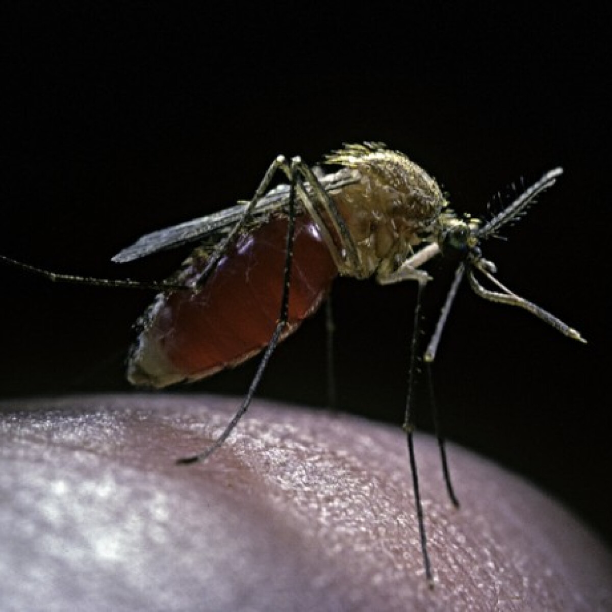 Terjeszthetik a szúnyogok a koronavírust? Itt a válasz!