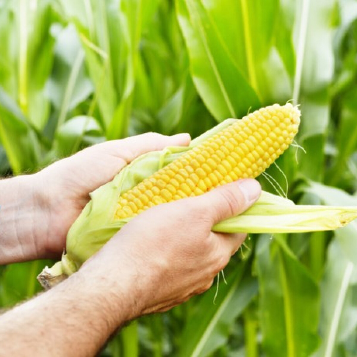 fogy a kukorica hogyan lehet testzsírt égetni a mellkason