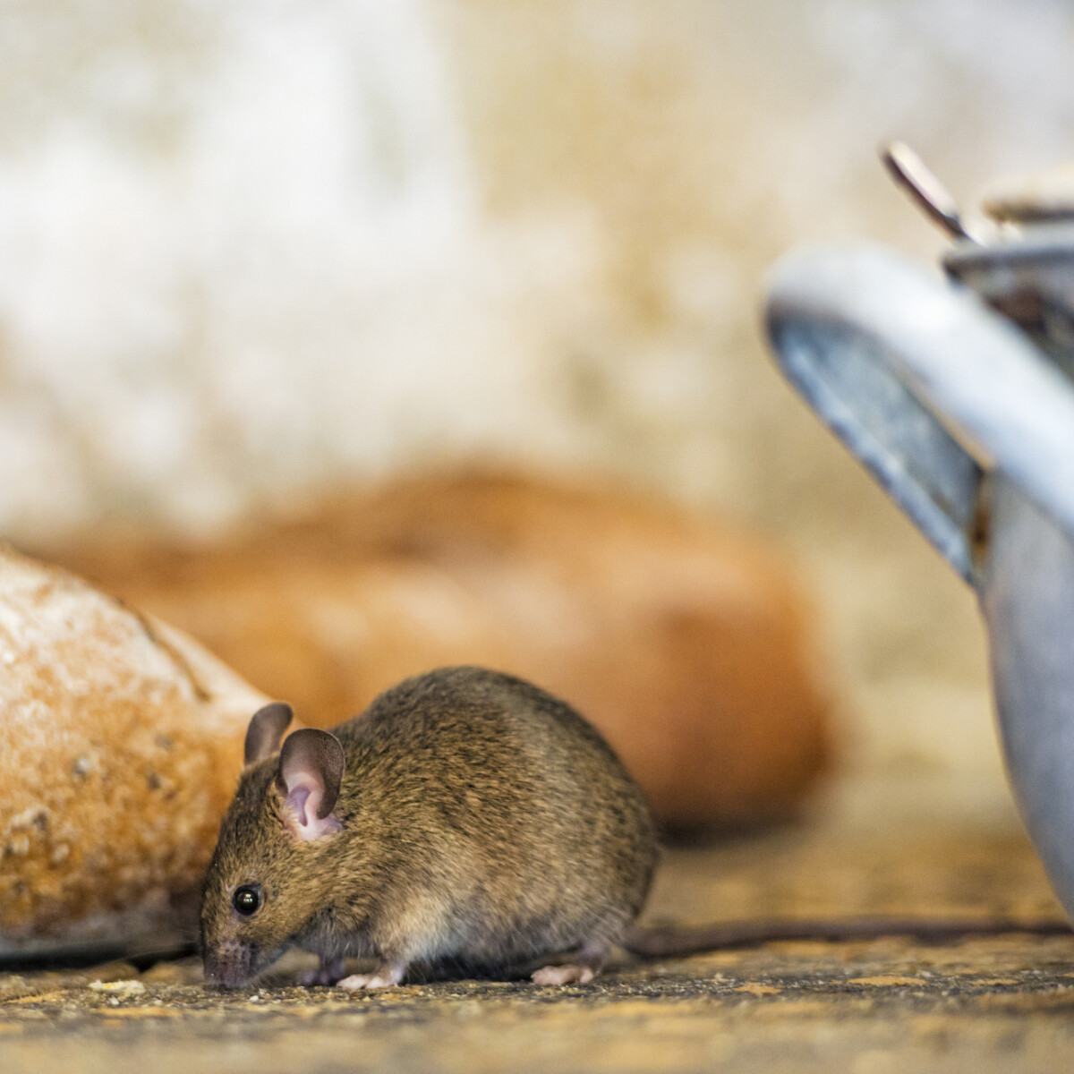 5 dolog, amit tudnod kell a konyhai egerekről