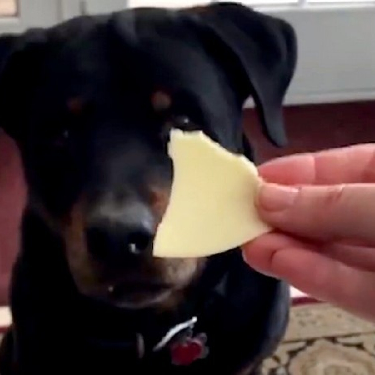 Ez a kutya eltökélten utálja a brokkolit és imádja a sajtot, nézd!