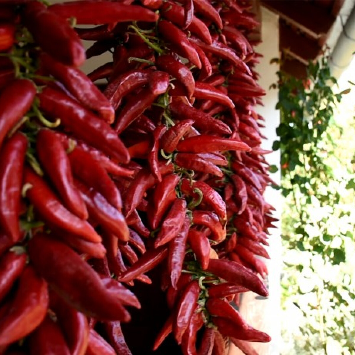 Így készül az igazi szegedi fűszerpaprika – videón a varázslatos útja a termőföldtől a tányérodig