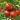 paradicsom-ultetes-fektetve-nagyobb-termes