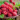 Veszélyben a hazai málnapiac - Ennyiért juthatsz hozzá a piros gyümölcshöz a piacokon és boltokban
