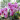 Íme a filléres fűszer, amitől virágba borul az orchideád