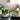 Jeges Matcha latte és matchás sütemény
