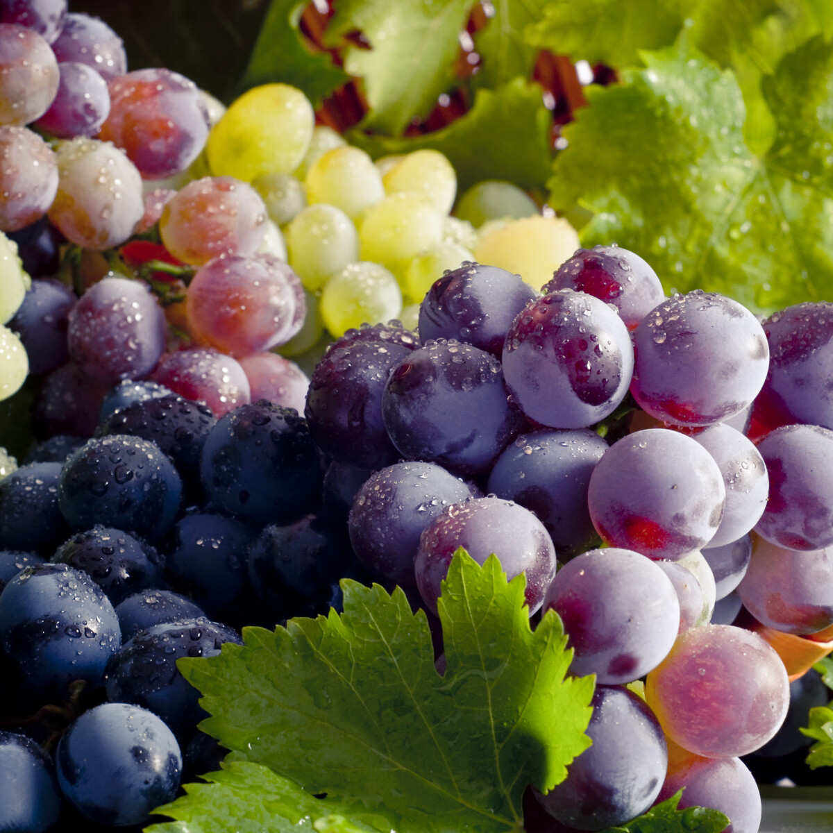 Egy friss kutatás szerint brutálisan egészséges a szőlő