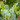 euphorbia lathyris
