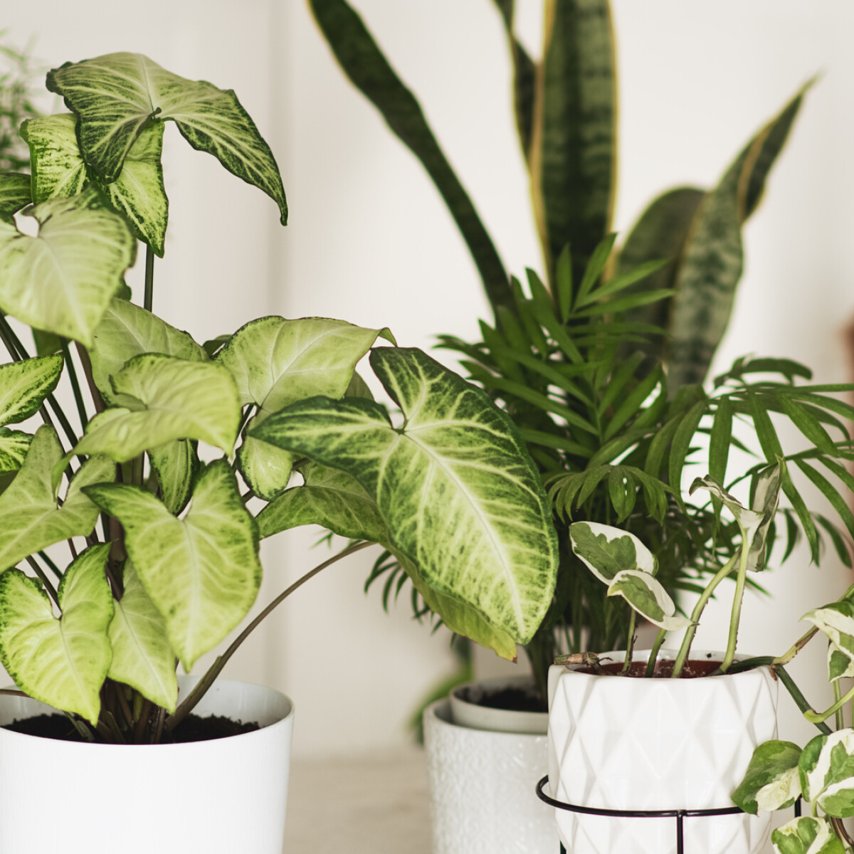 Több pozitív hatása is van, ha szobanövényekkel dekorálod az otthonod