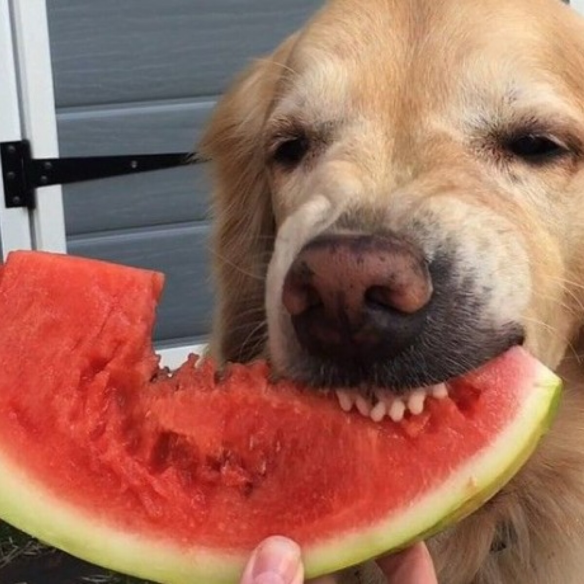 Sztár lett a kutya, aki emberi harapásokkal eszi a görögdinnyét - látni kell!