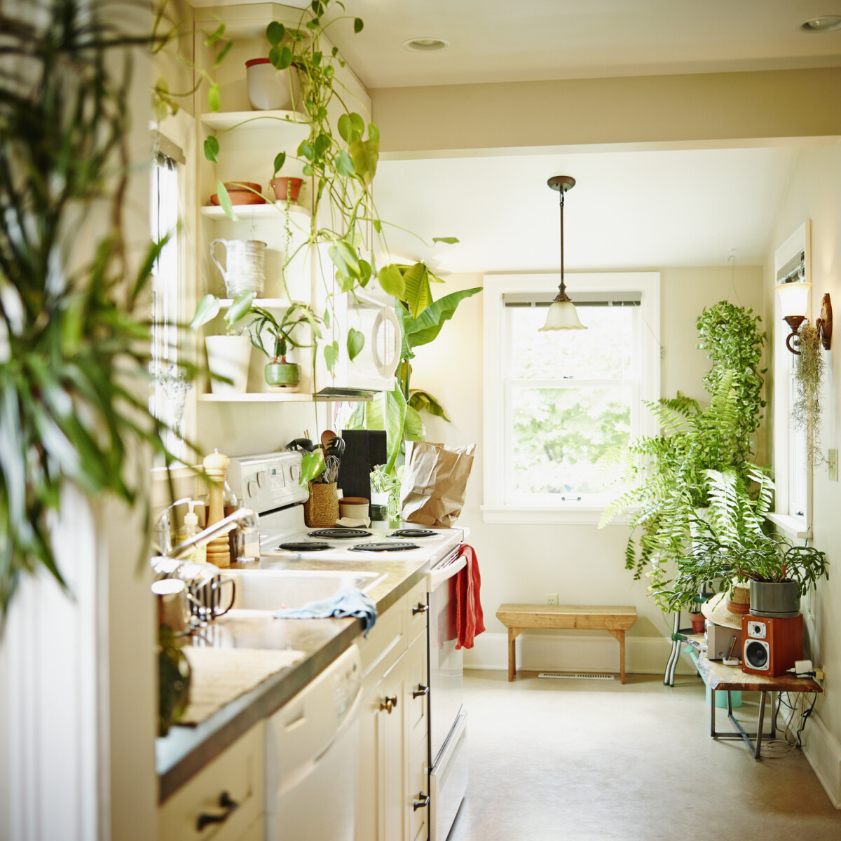 5 dolog, amire figyelj, ha növényekkel dekorálnád a konyhád