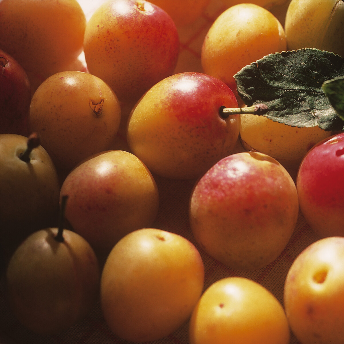 Lotyószilva, mirabella, fosóka: a vicces nevű szilvafajta, amit kukába dobunk, pedig kiváló C-vitamin-forrás