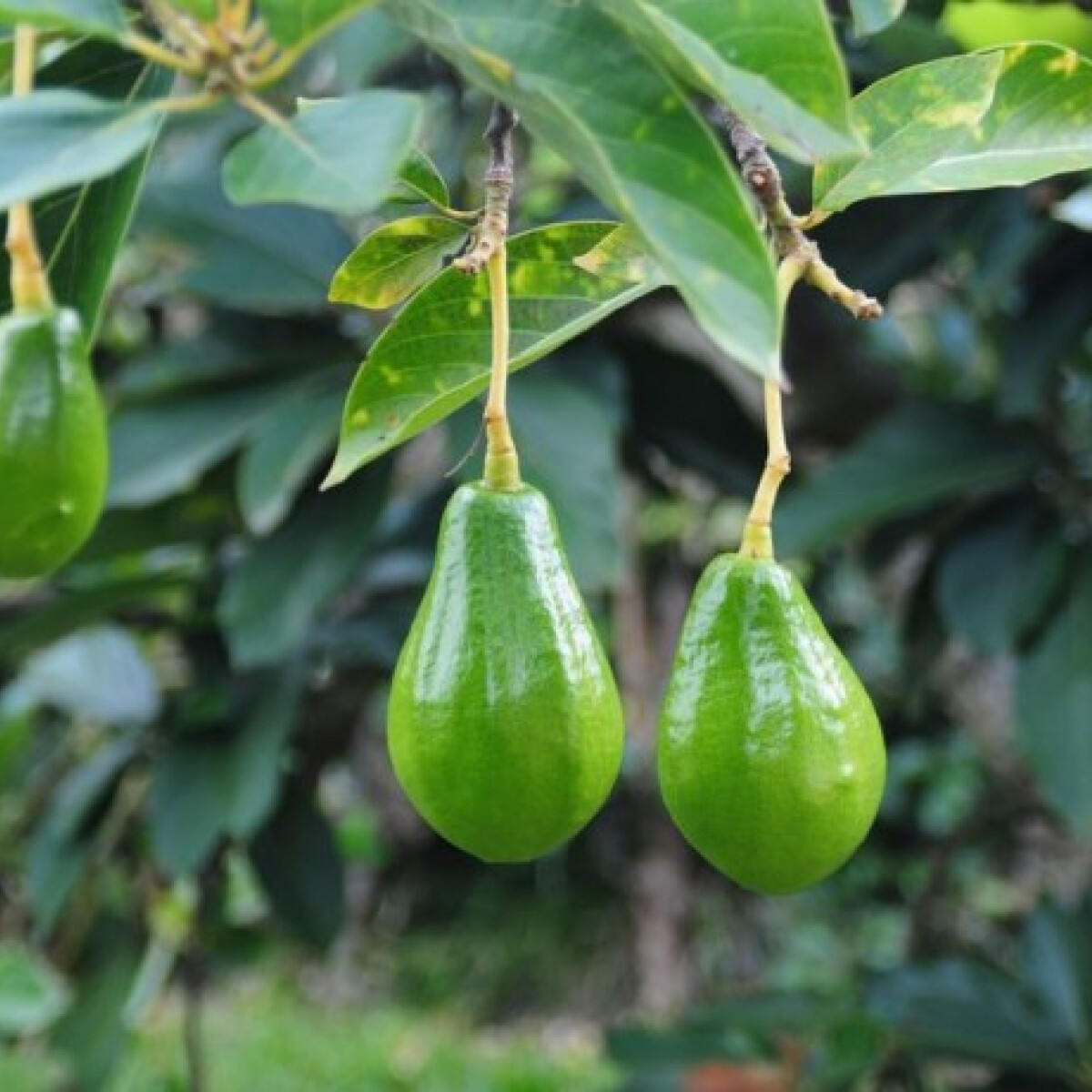 Avozilla: Ekkor avokádót tuti nem láttál még soha!