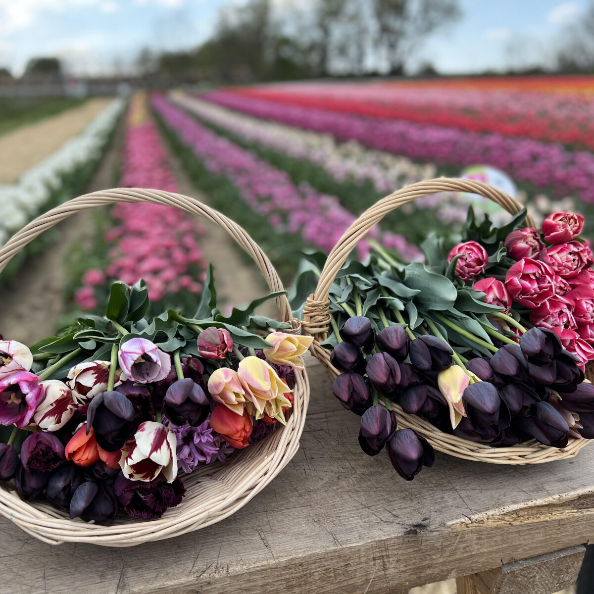 Ami nem maradhat ki a tavaszi programok közül – Tulipánszüret a TulipGardenben