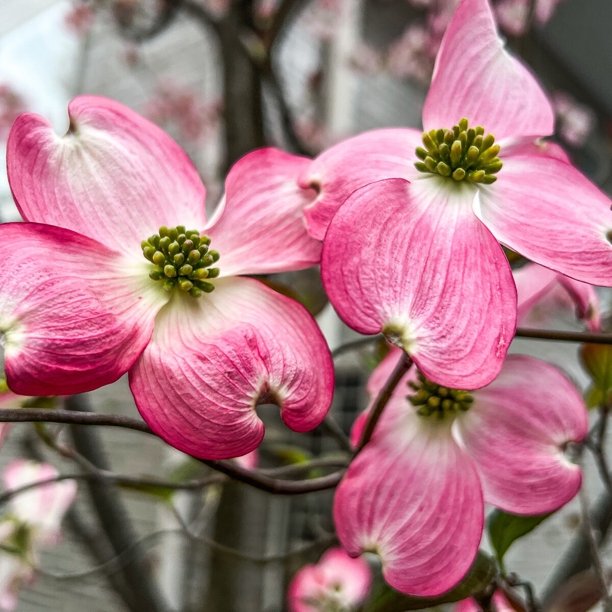 6 varázslatos, rózsaszín virágú díszfa, ami kerted éke lehet