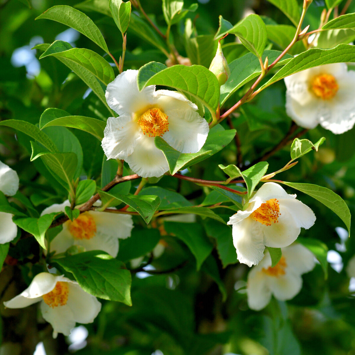 5 csodás, hófehér virágos fát ajánlunk a kertedbe
