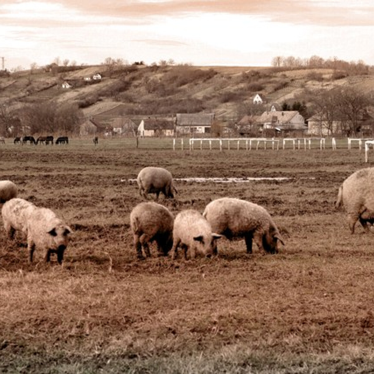 Mangalica Fesztivál Debrecenben