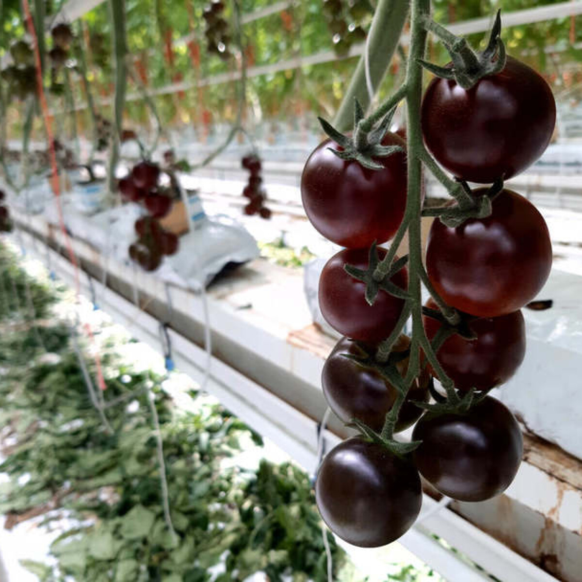 Eddig soha nem látott, különleges ízű paradicsom kerül a magyar boltokba