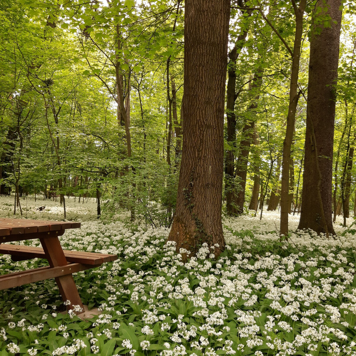 6 mesébeillő arborétum országszerte
