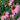 echinacea/kasvirág