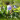 Veronica officinalis