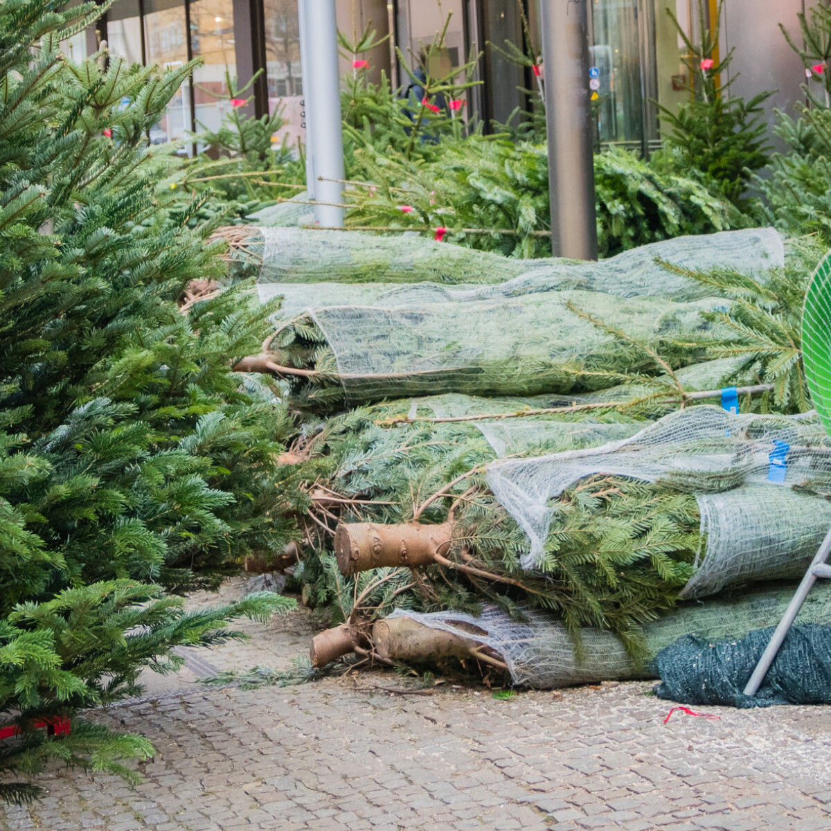 Drágábban vehetjük meg idén a karácsonyfát