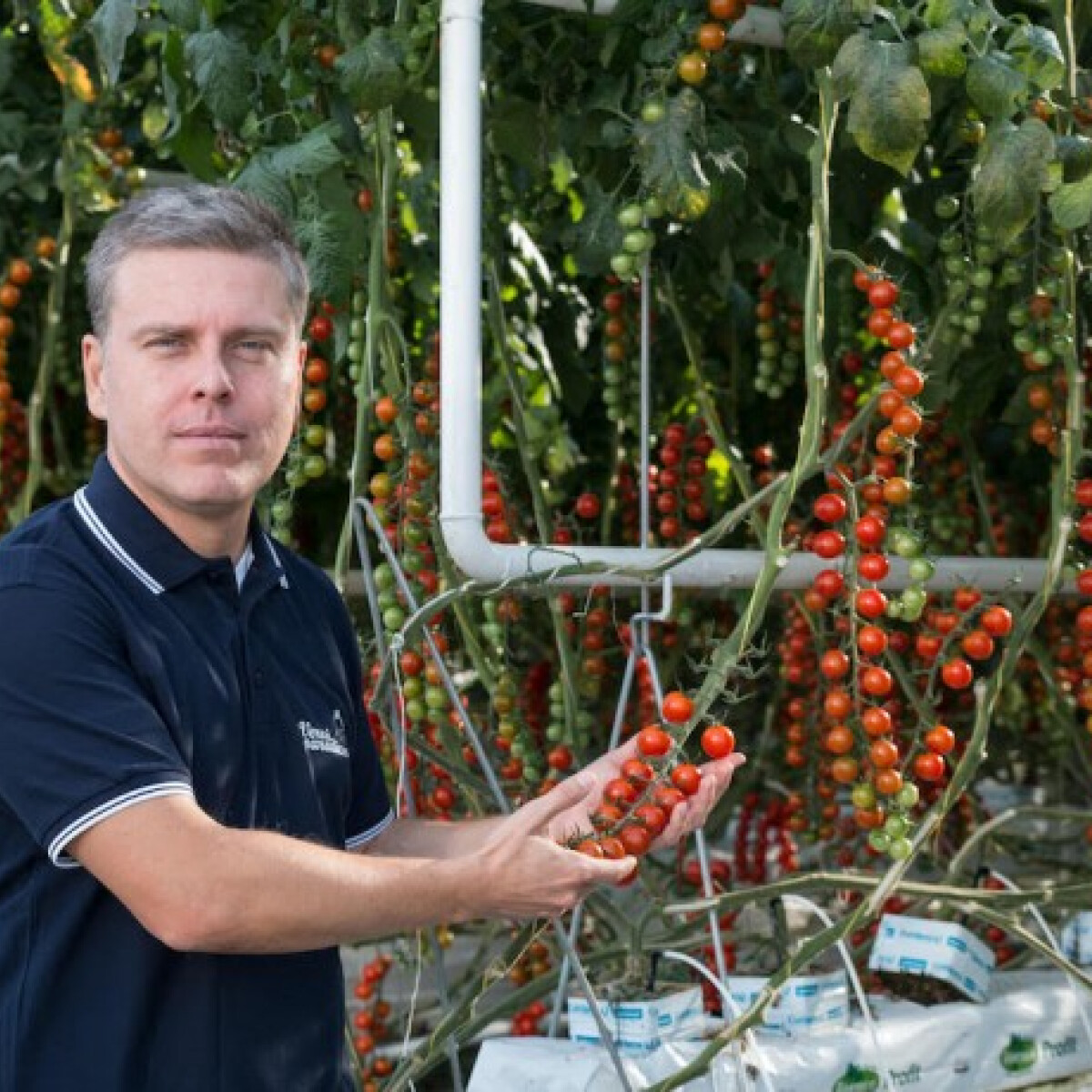 Létezik olyan magyar paradicsom, ami télen és nyáron is ízletes és jó minőségű