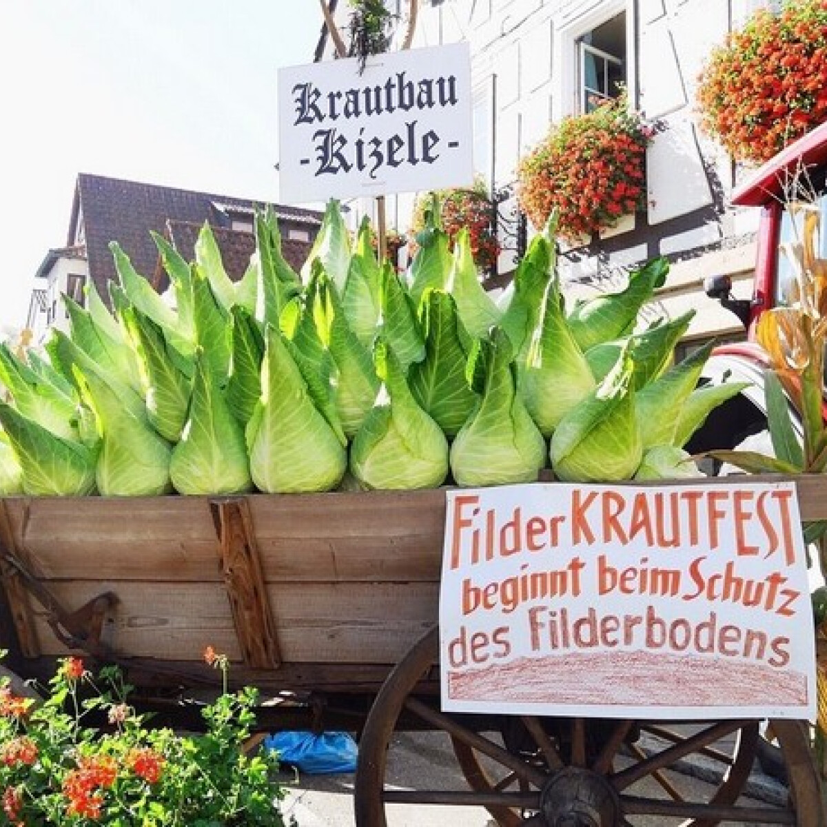 Filderkraut, a csúcsos káposzta, aminek saját fesztiválja van