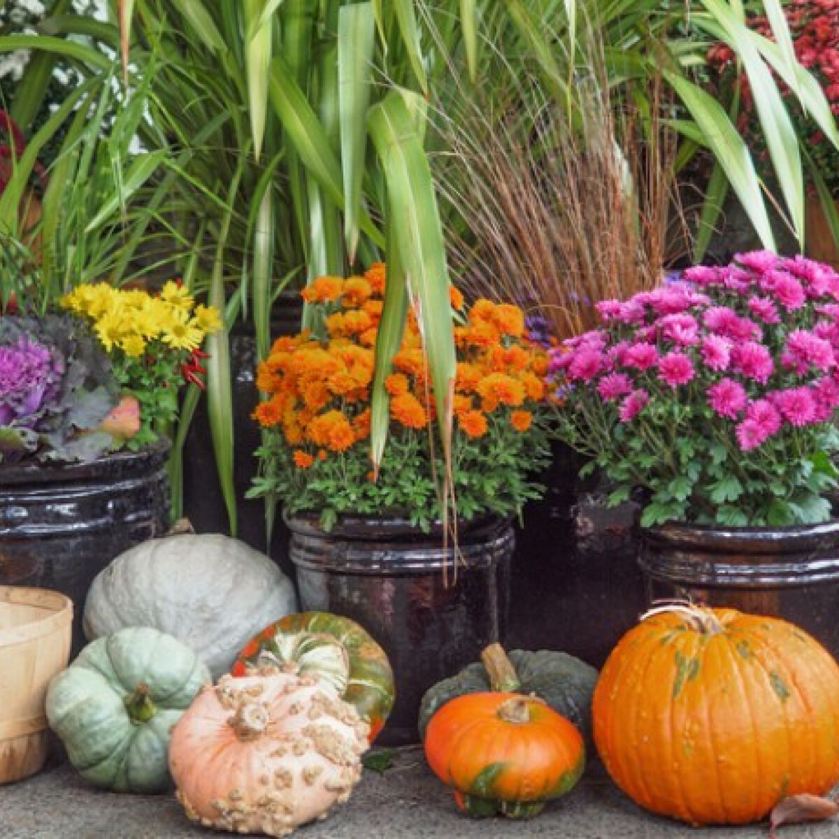 Így borulhat virágba a kiskerted és a balkonod ősszel is!