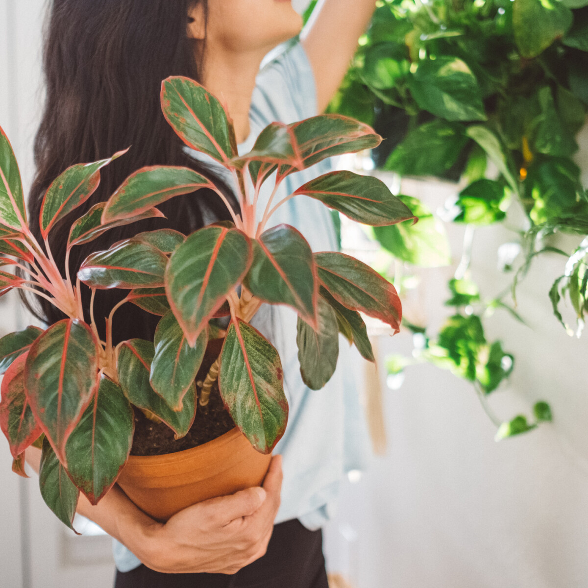 6 gyönyörű növény, ami akár évtizedekig is szépítheti lakásodat