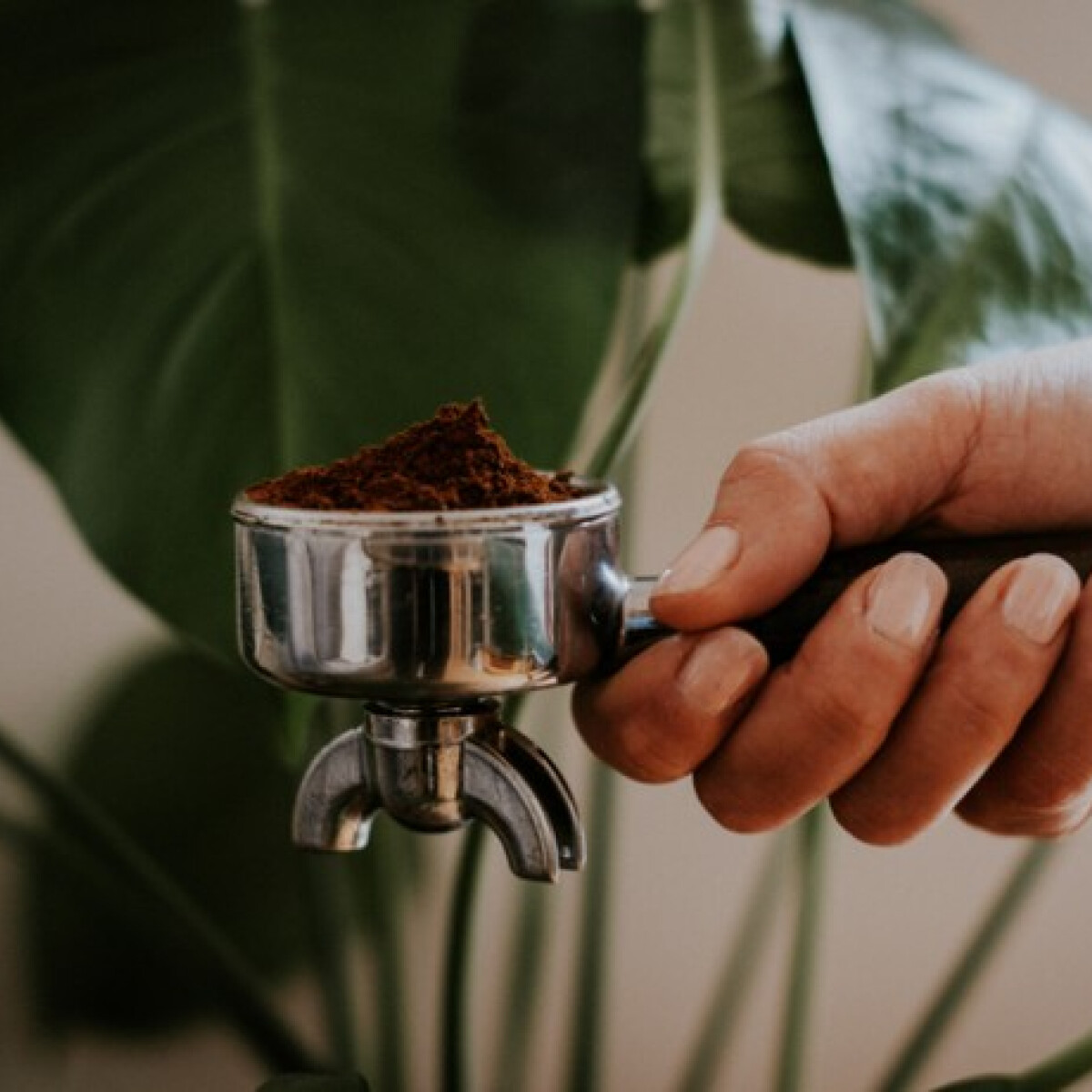 Jót tesz a kávézacc és a cukros víz a növényeknek? Meglepő választ kaptunk!