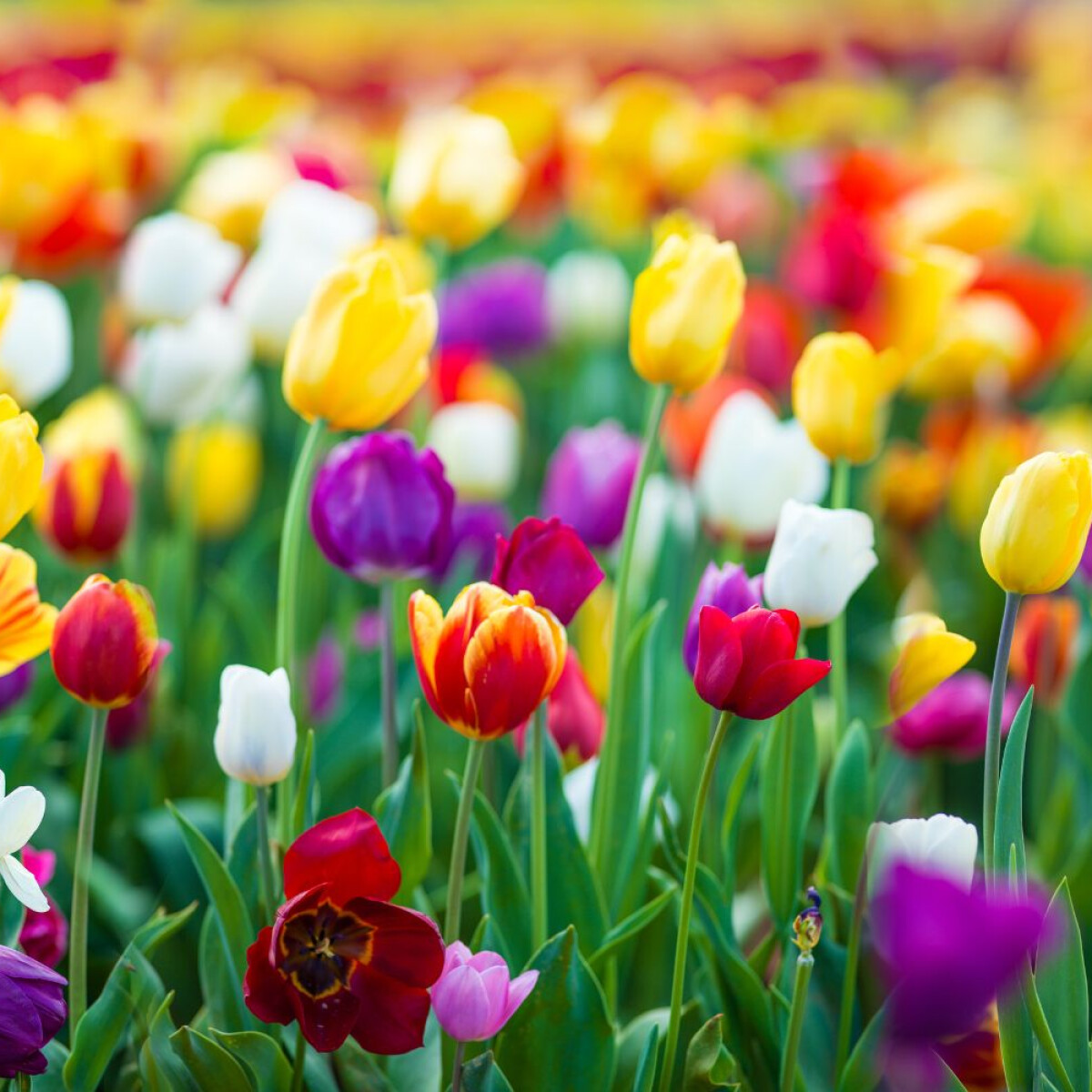 Ezt az egy fontos dolgot jegyezd meg, ha tulipánt ültetsz a kertbe