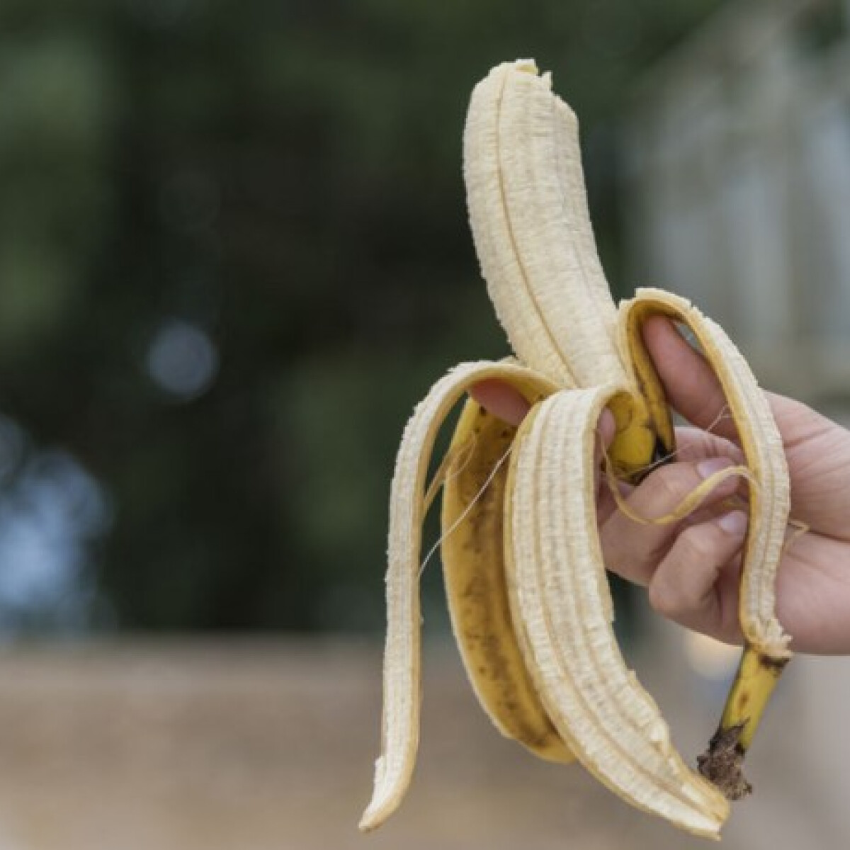 Hihetetlen! - itt az ehető héjú banán