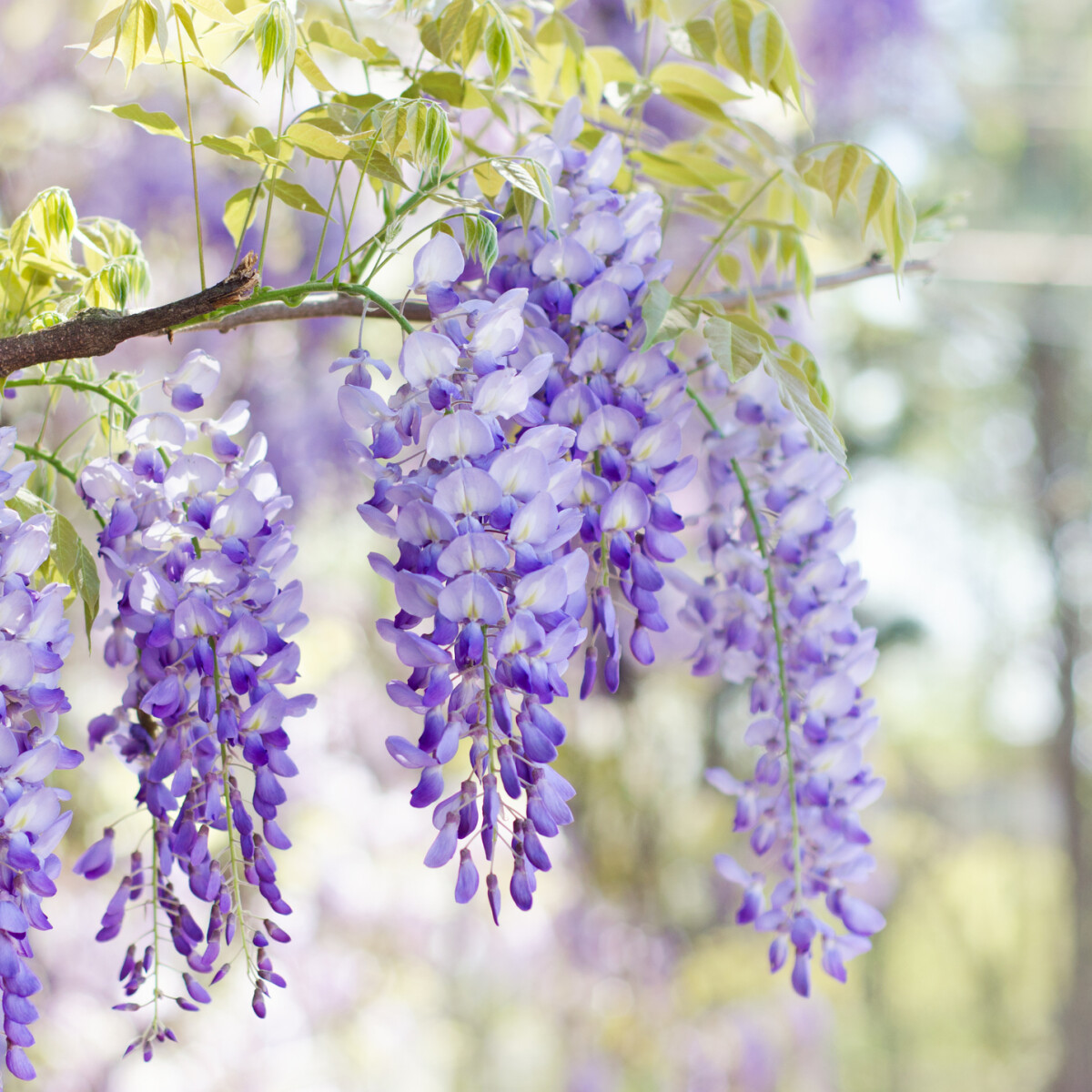 6 lenyűgöző, lila virágú fa, amitől elalélsz, olyan szép