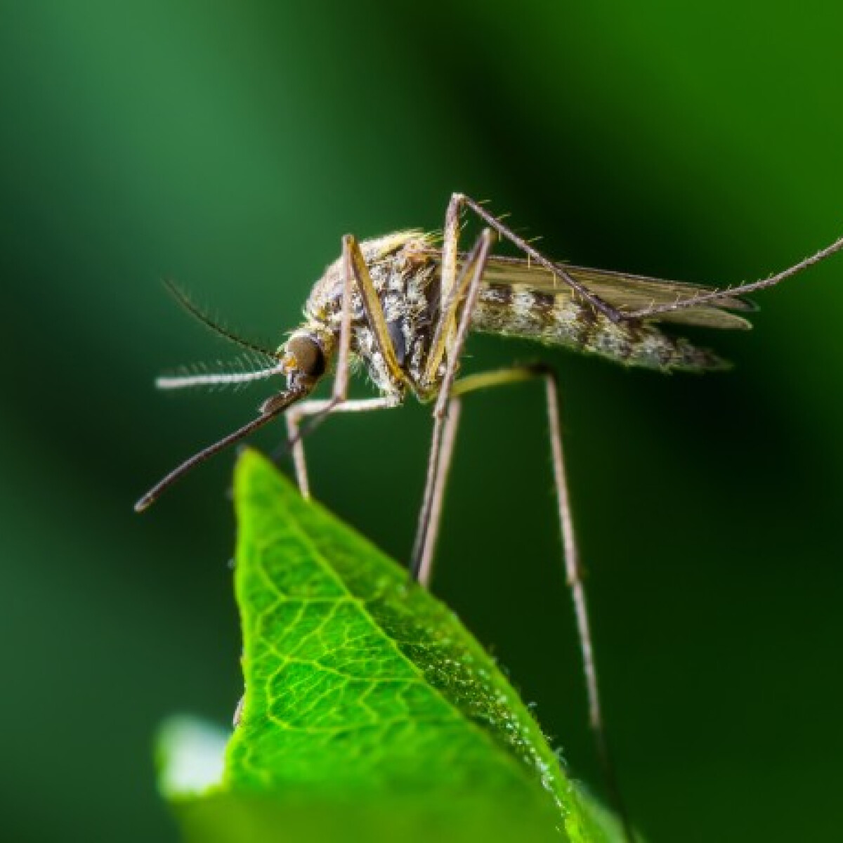8 növény, amivel távol tarthatod a szúnyogokat
