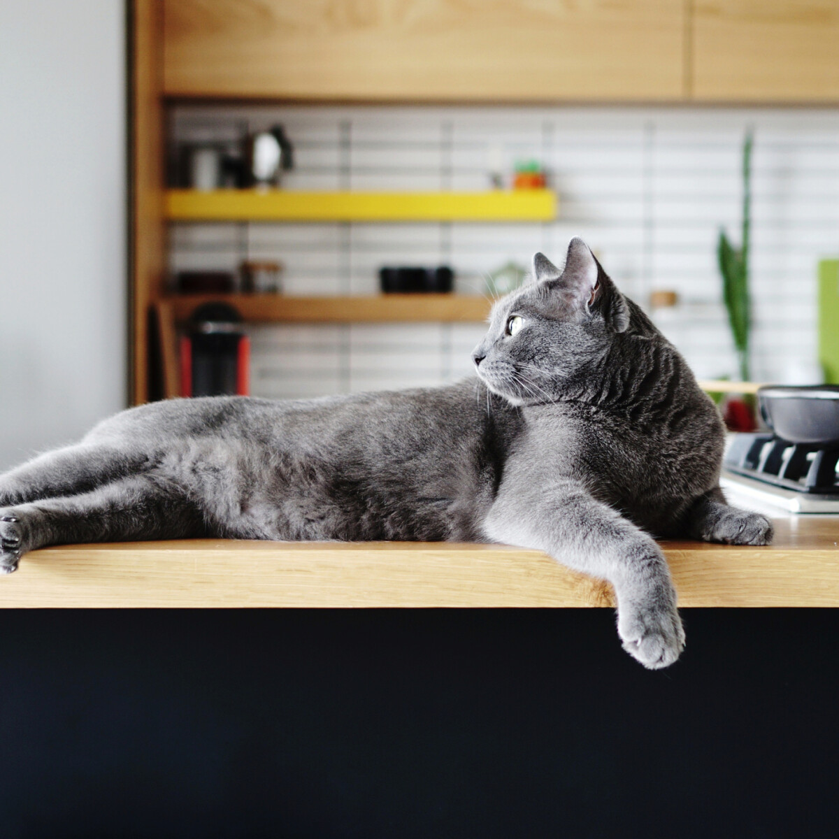 7 könnyű módszer, hogy távol tartsd a macskát a konyhapulttól