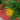 zaporvirag-gazania-noveny-viharjelzo-ultetes-gondozas-kert