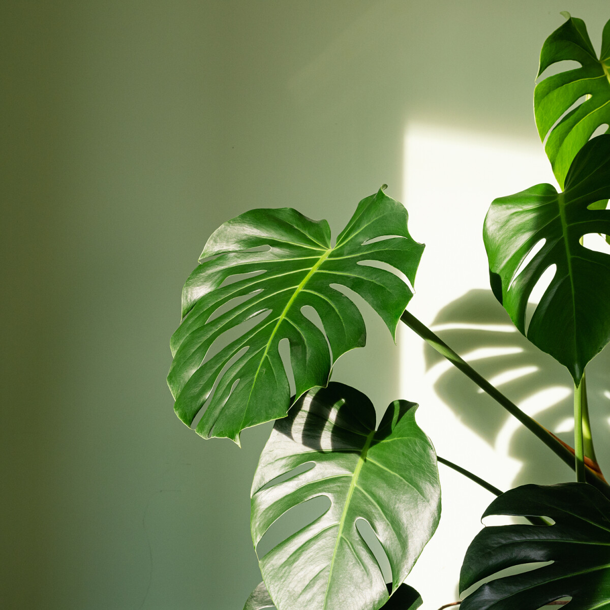 7 szobanövény, ami még az irodai elhanyagoltságot is bírja