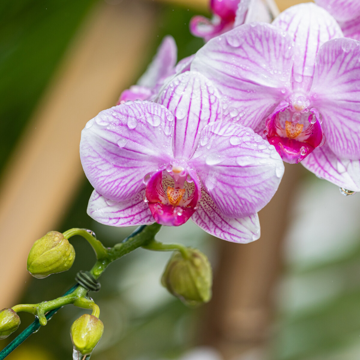 Íme a 2 legjobb módszer az orchideák locsolására