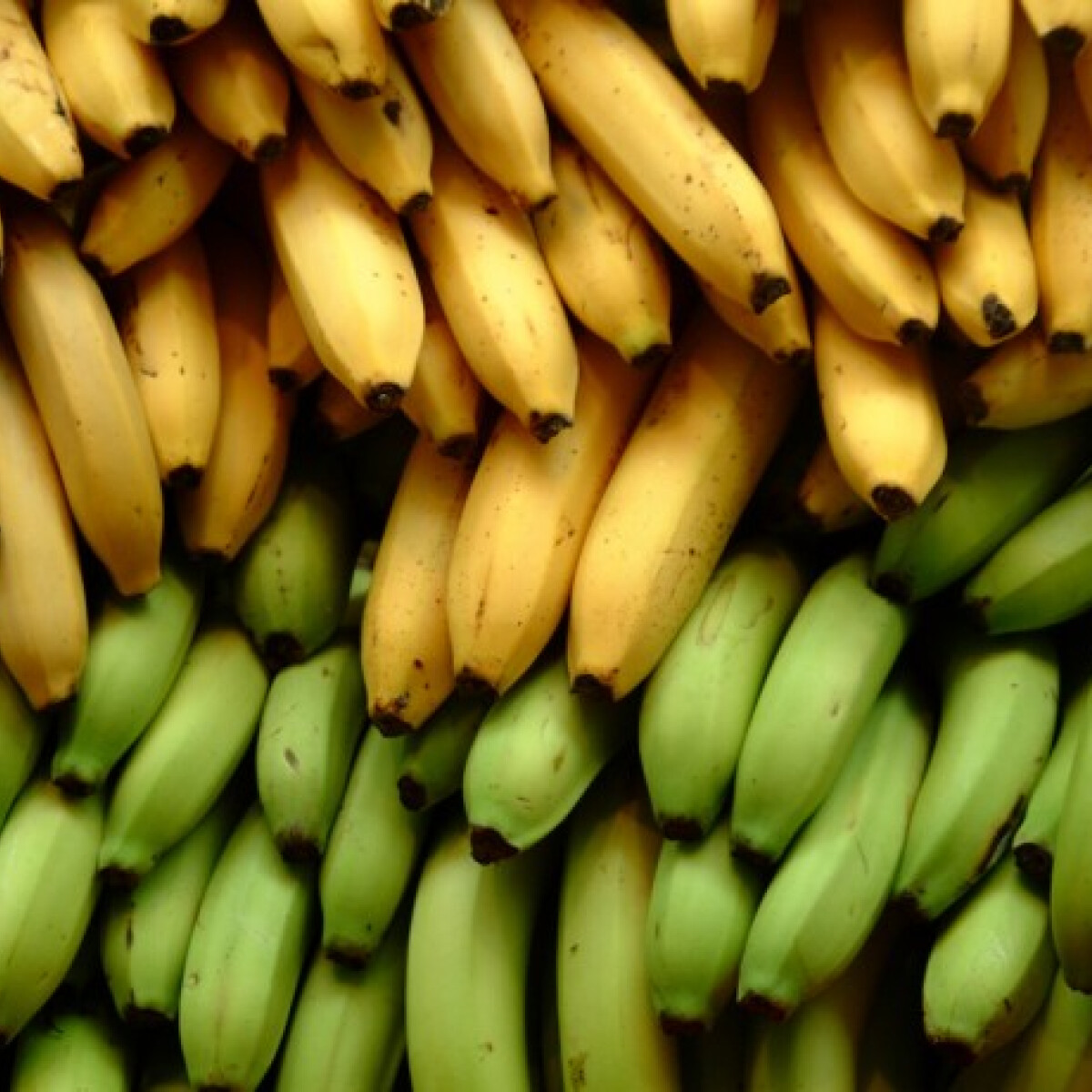 6 banán már halálos lehet?