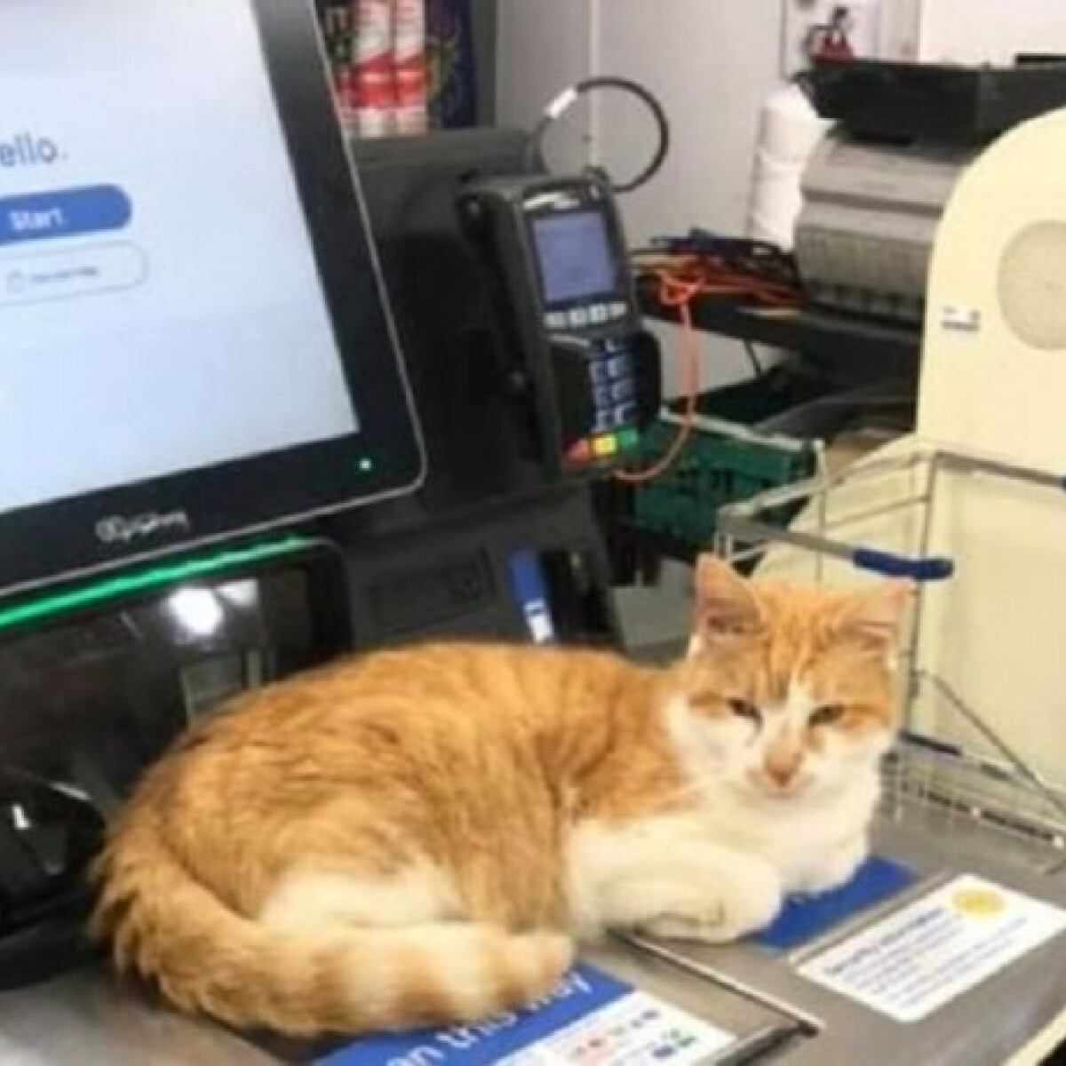 Kitiltottak egy macskát a Tesco-ból, mégis mindennap ott pihen a kasszán