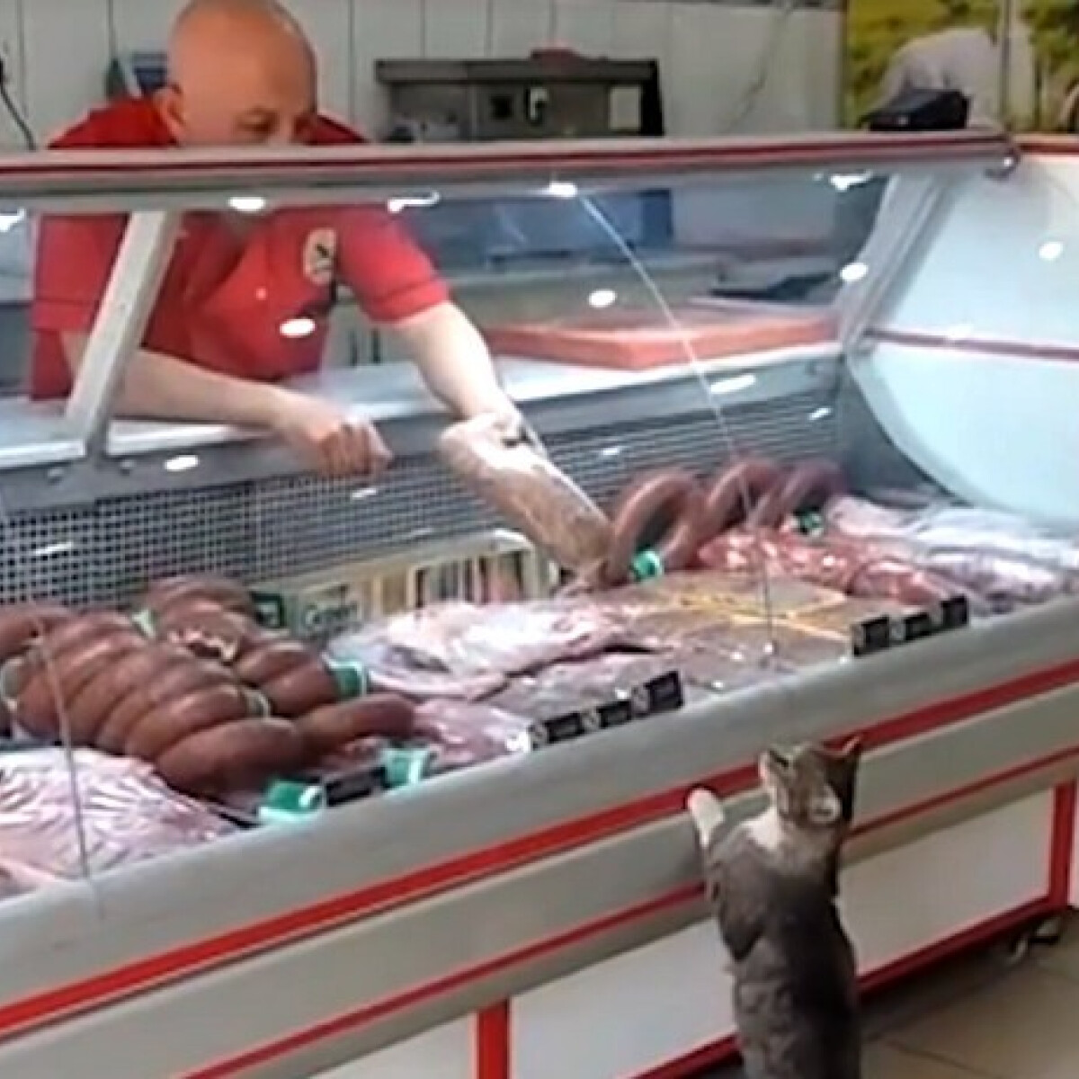 Imádja a net a cicát, aki a henteshez megy bevásárolni